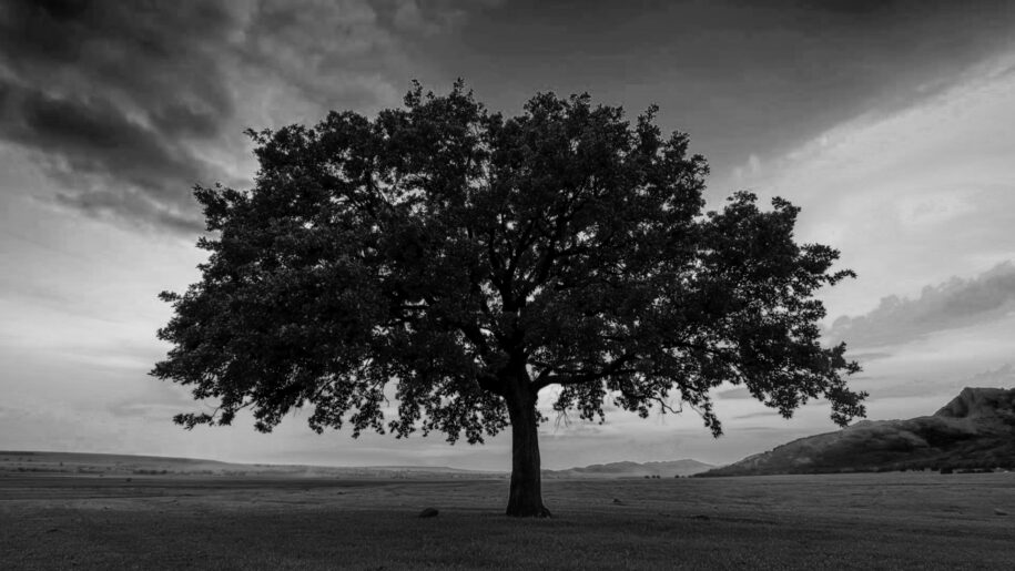 WORLD - OAK TREE